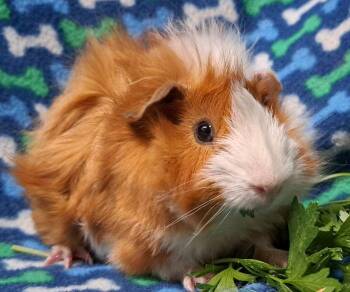 Rescue Abyssinian Guinea Pigs for Adoption in Chicago Heights, Illinois - Amtrak | PetCurious